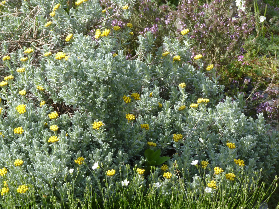 Helichrysum splendidum photo